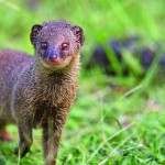 The mongoose is an opportunistic predator