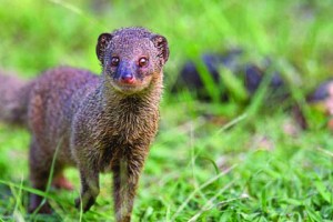 The mongoose is an opportunistic predator