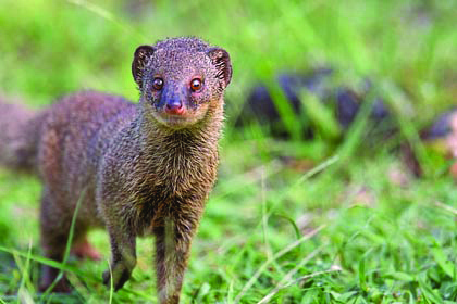 The mongoose is an opportunistic predator