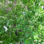 Bo tree, Ficus religiosa