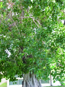 Bo tree, Ficus religiosa