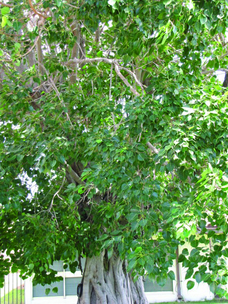 Bo tree, Ficus religiosa
