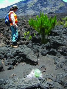Kim Starr stands by a pine sapling in Haleakalā Crater. If these pines are not removed they will take over, leaving no room for the silversword and other plants an animals found only on Haleakalā. Photo by Forest and Kim Starr