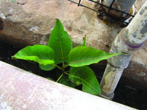 Bo tree seedlings springing up out of a sidewalk crack on Molokai