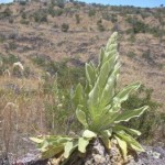 Mullein, or Verbascum thapsus, invades on the open slopes of Mauna Loa and Mauna Kea. This medicinal plant is not a good prescription for the environment. Photo by Forest and Kim Starr.