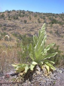 Mullein, or Verbascum thapsus, invades on the open slopes of Mauna Loa and Mauna Kea. This medicinal plant is not a good prescription for the environment. Photo by Forest and Kim Starr.