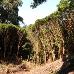 A dense infestation of strawberry guava in the Makawao Forest Reserve
