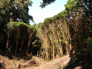 A dense infestation of strawberry guava, or waiawī , in the Makawao Forest Reserve. Photo by Forest and Kim Starr