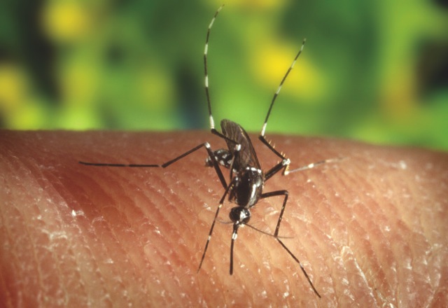 Introduced mosquitoes transmit avian malaria and pox from non-native birds to native birds.