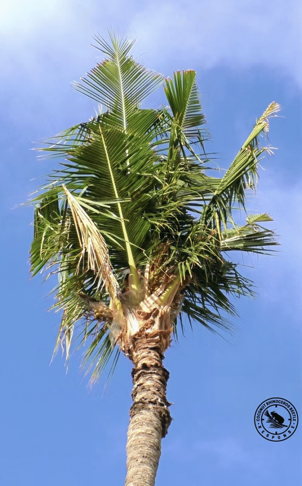 coconut palm with v-shpaed cuts in leaves caused by CRB feeding damage