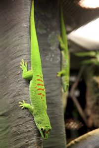 The giant Madagascar day gecko was illegally introduced to the state. Any sightings of the large 12 inch long moʻo should be immediately reported to the Hawaii Department of Agriculture at 634-PEST (7378). Photo by MrTinDC, Flikr.