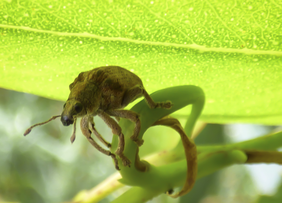 The eucalyptus snout weevil. Photo by Forest and Kim Starr. 