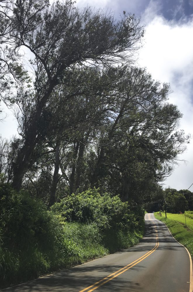 A blessing in disguise: the bluegum eucalyptus that line Piiholo Road are nearly dead after pest insects have spent over a decade munching their leaves. These eucalyptus are invasive, but their devastation will likely mean power outages and detours. MISC file photo